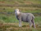 Merino sheep. Sheep farming of great economic importance to the Falkland Islands, Volunteer Point Art Print